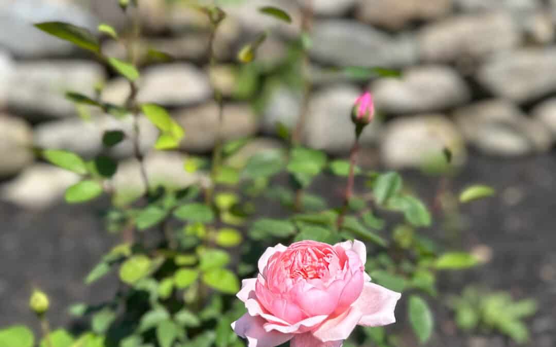Close up photo of a light pink rose with a blurred landscape background.