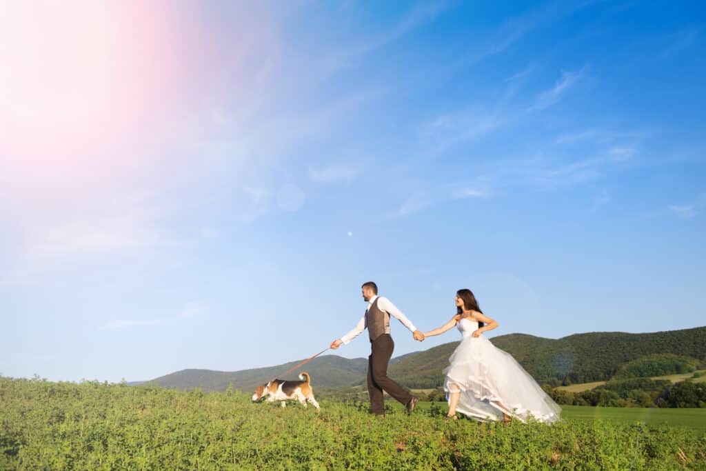 Pet Friendly Wedding Venues In Maine, What Couples Need To Know Before Booking 5 Ash point estate pet friendly wedding venues, newly weds walk beagle through a lush green field