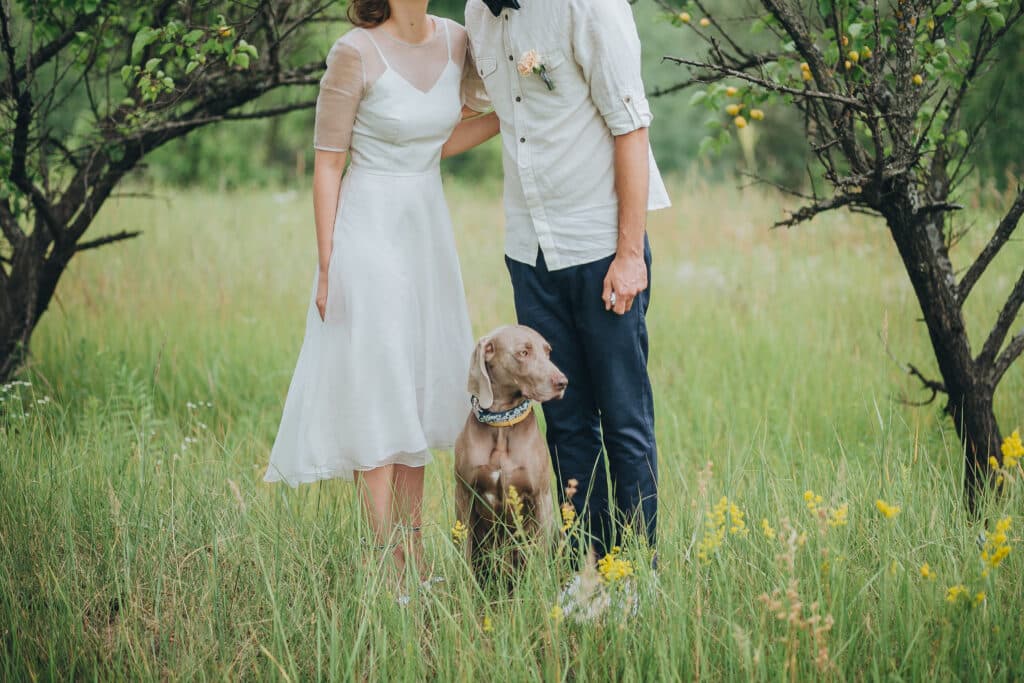 Pet Friendly Wedding Venues In Maine, What Couples Need To Know Before Booking 4 Ash point estate pet friendly wedding venues, couple in wedding attire and hunting dog breed are in the field at sunset