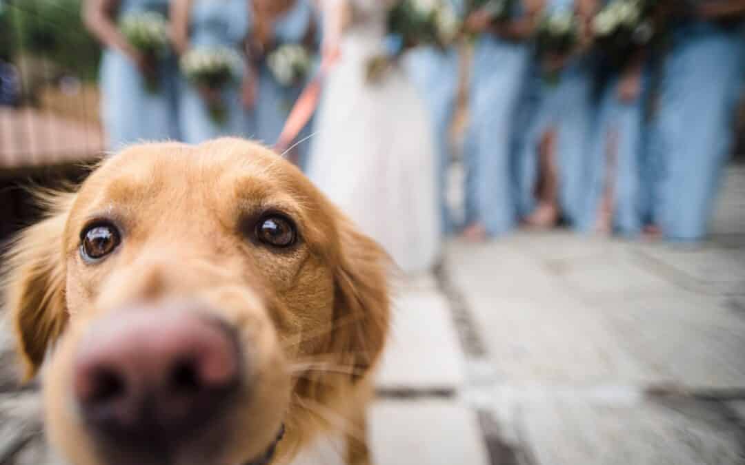 Pet Friendly Wedding Venues in Maine, What Couples Need to Know Before Booking