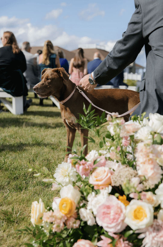 How To Choose The Perfect Wedding Reception Venue In Maine 5 Ash point estate wedding reception venues maine, brown dog at wedding reception at ash point estate