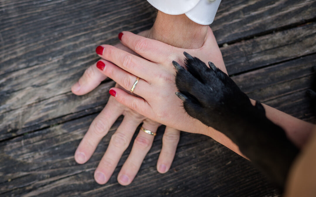 Luxury Pet Friendly Wedding Venues in Maine