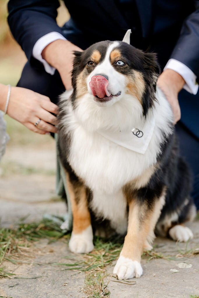 Dog with bride and groom at wedding
