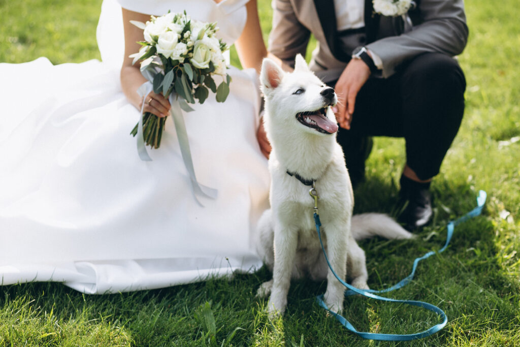 Ash point estate pet friendly wedding venues, bride with groom with their dog on their wedding day