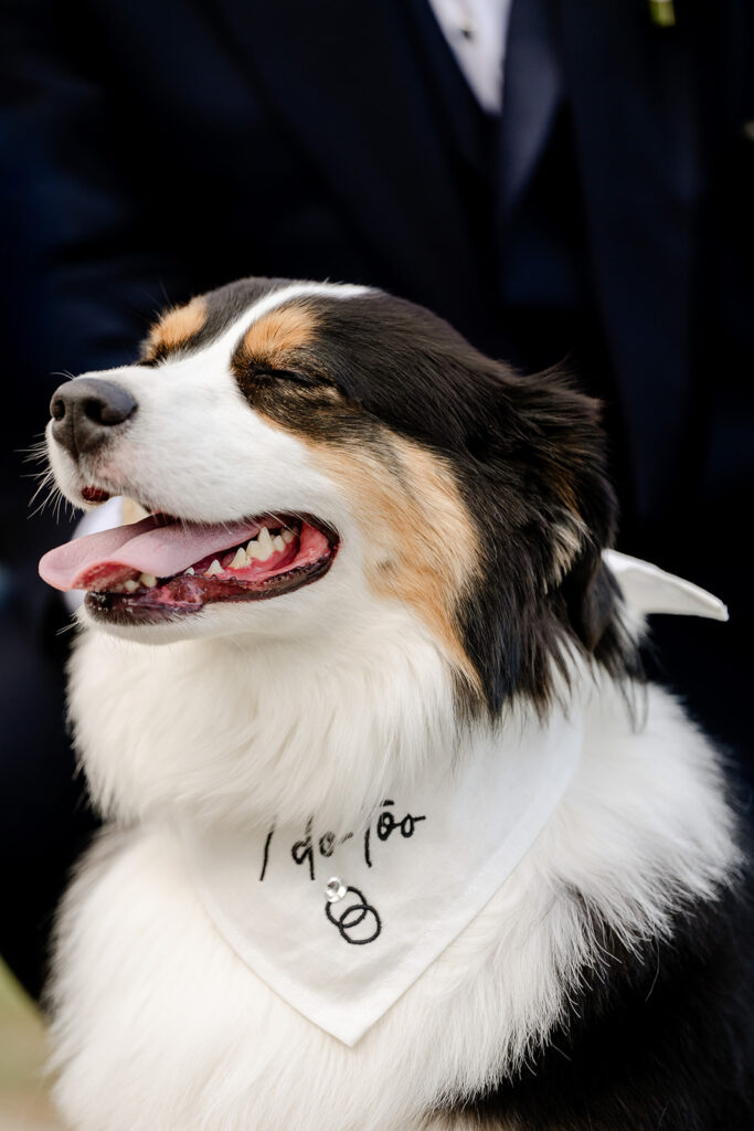 Sable colored dog with "i do" bandana at wedding ceremony at ash point estate